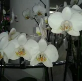 Салон-парикмахерская Орхидея фото 1